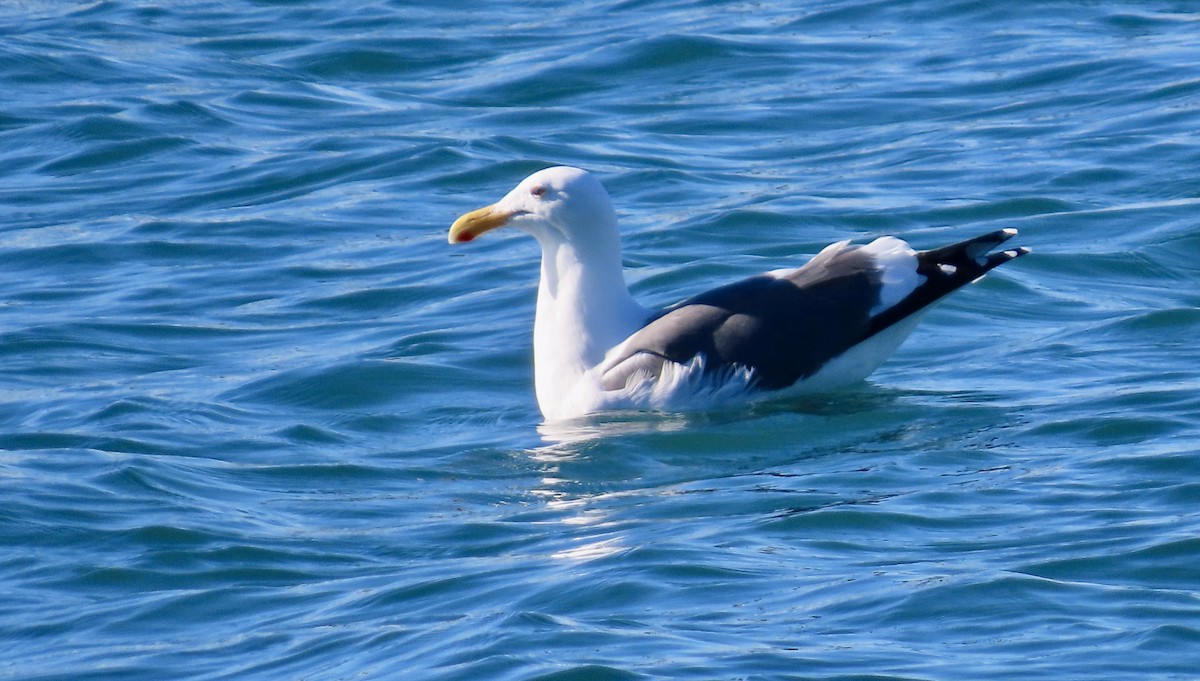 Мартин західний - ML645931961
