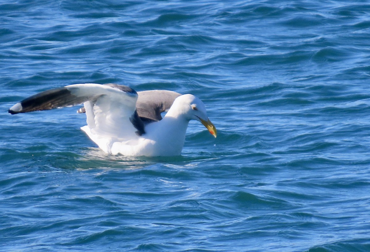 Мартин західний - ML645931966