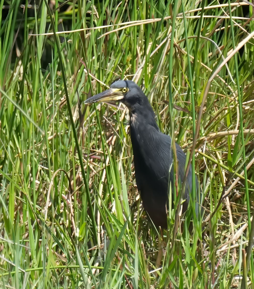 Рыжебрюхая цапля - ML645931993