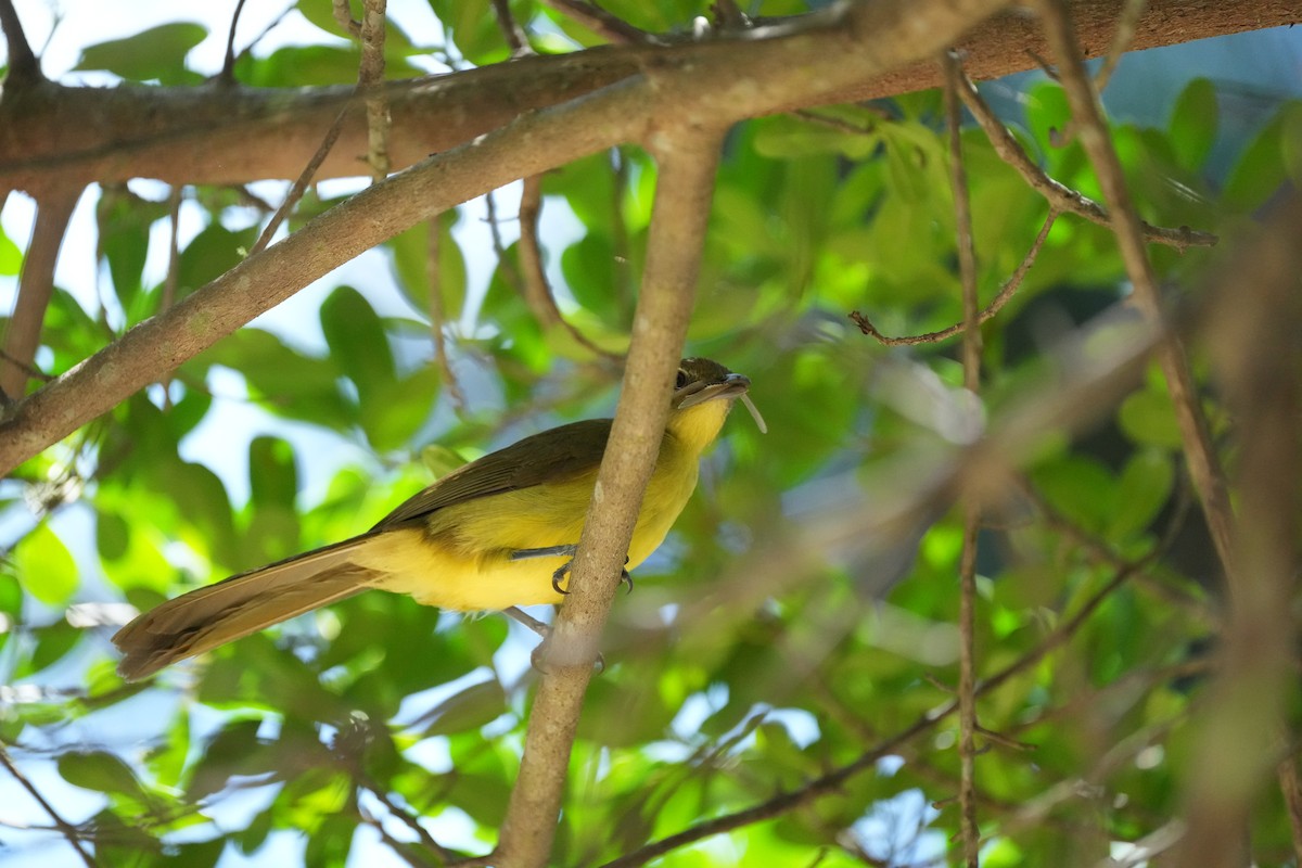 Yellow-bellied Greenbul - ML645932014