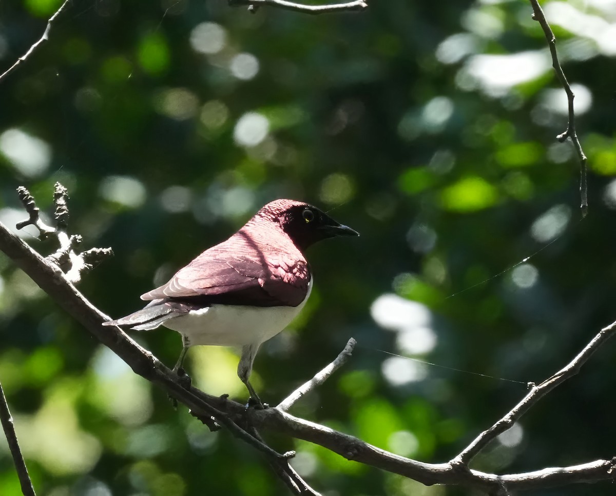 Violet-backed Starling - ML645932016