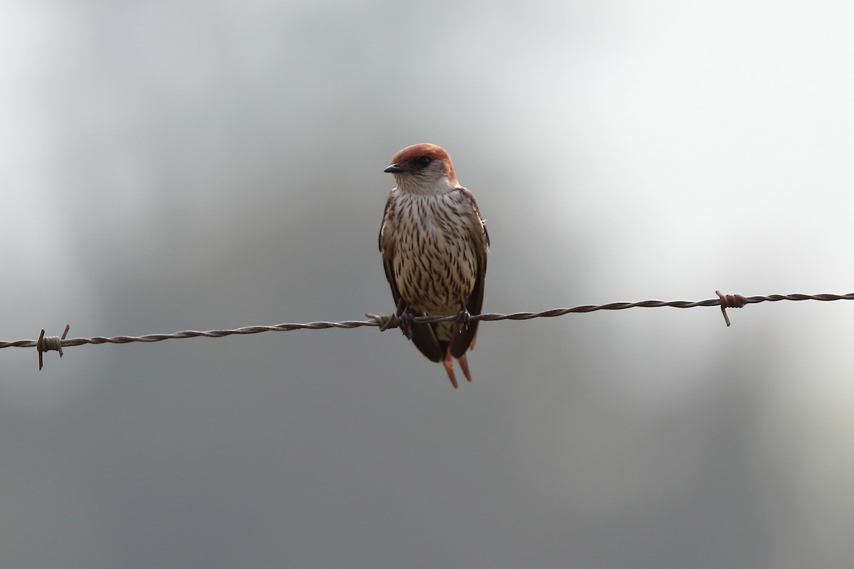 Greater Striped Swallow - ML645932018