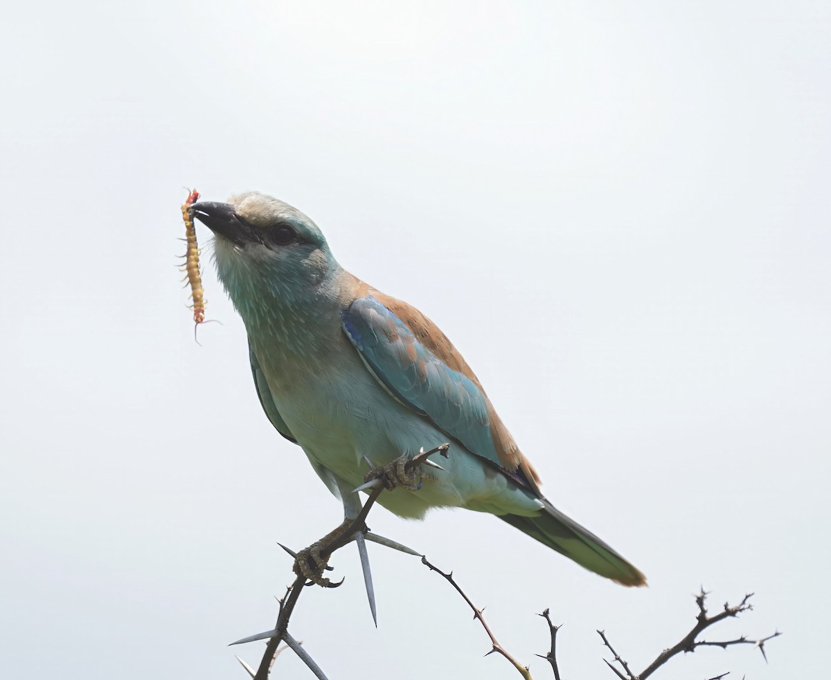 European Roller - ML645932019
