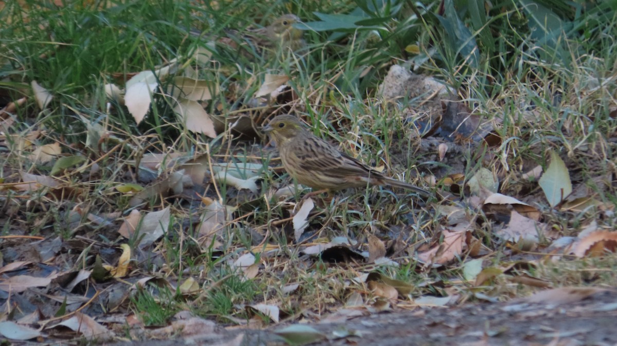 Yellowhammer - ML645932023