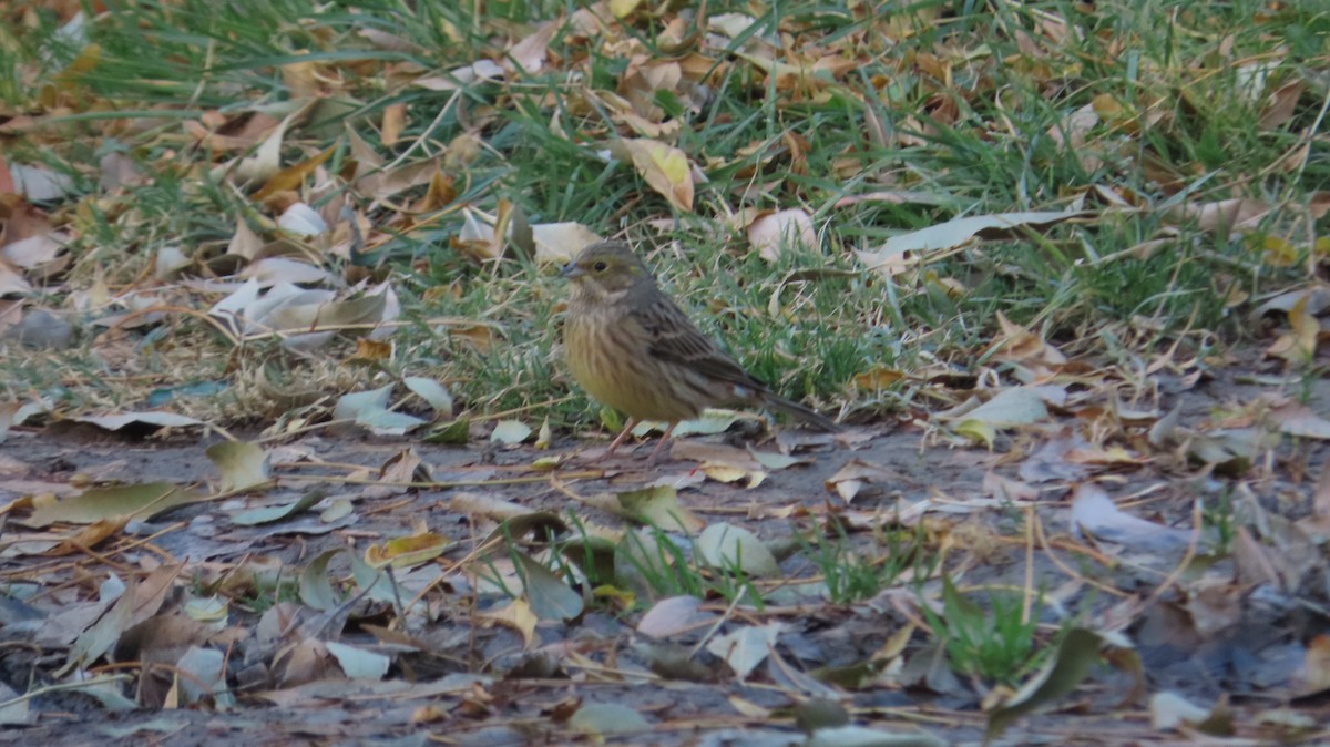 Yellowhammer - ML645932024