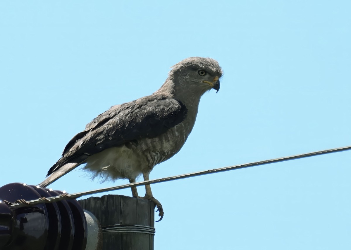 Southern Banded Snake-Eagle - ML645932025