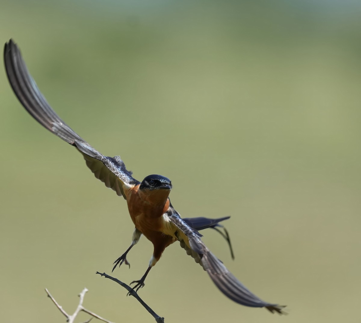 Rufous-chested Swallow - ML645932028
