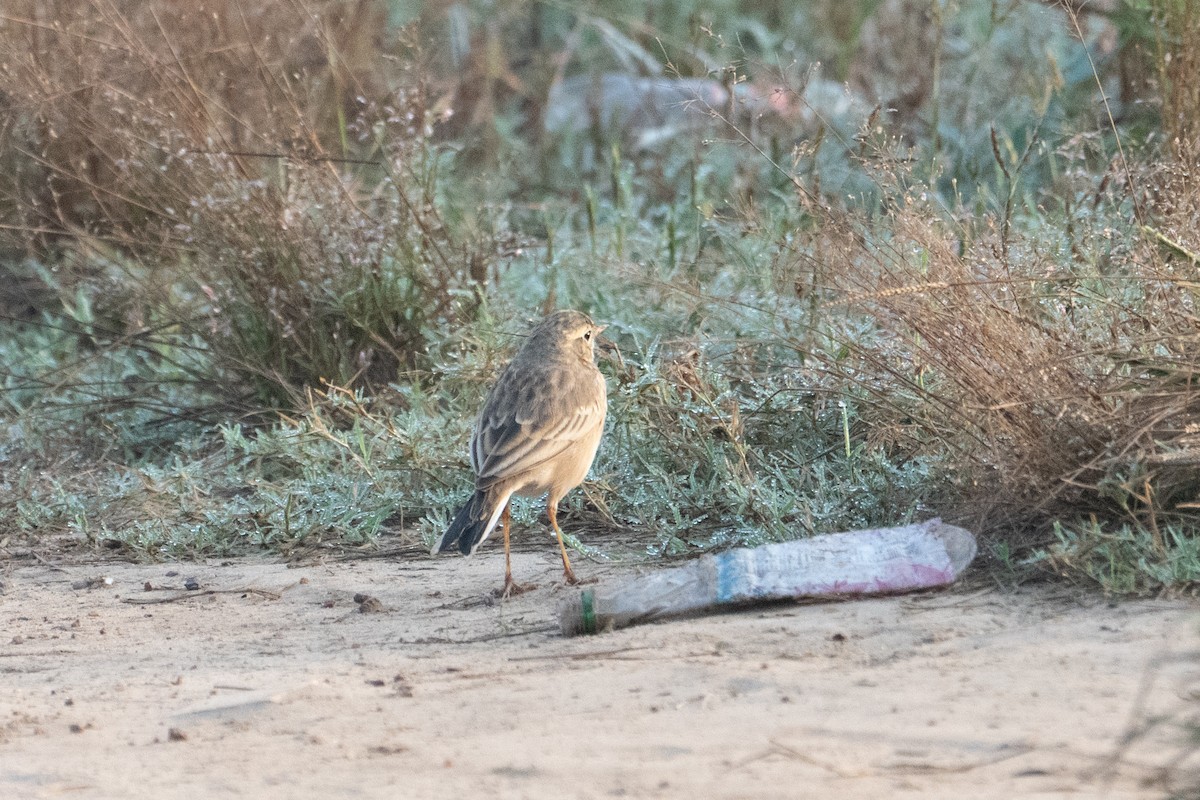 Paddyfield Pipit - ML645932034