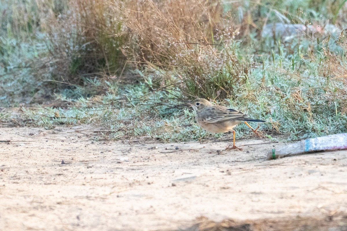 Paddyfield Pipit - ML645932035