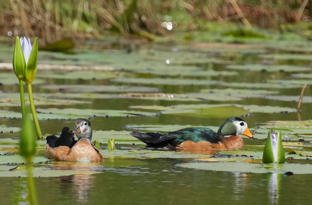 African Pygmy-Goose - ML645932037