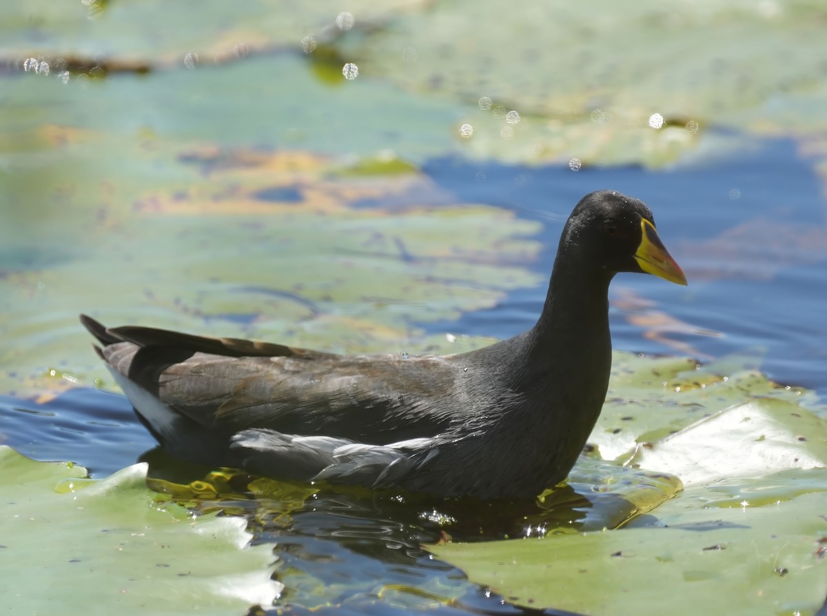 Lesser Moorhen - ML645932039