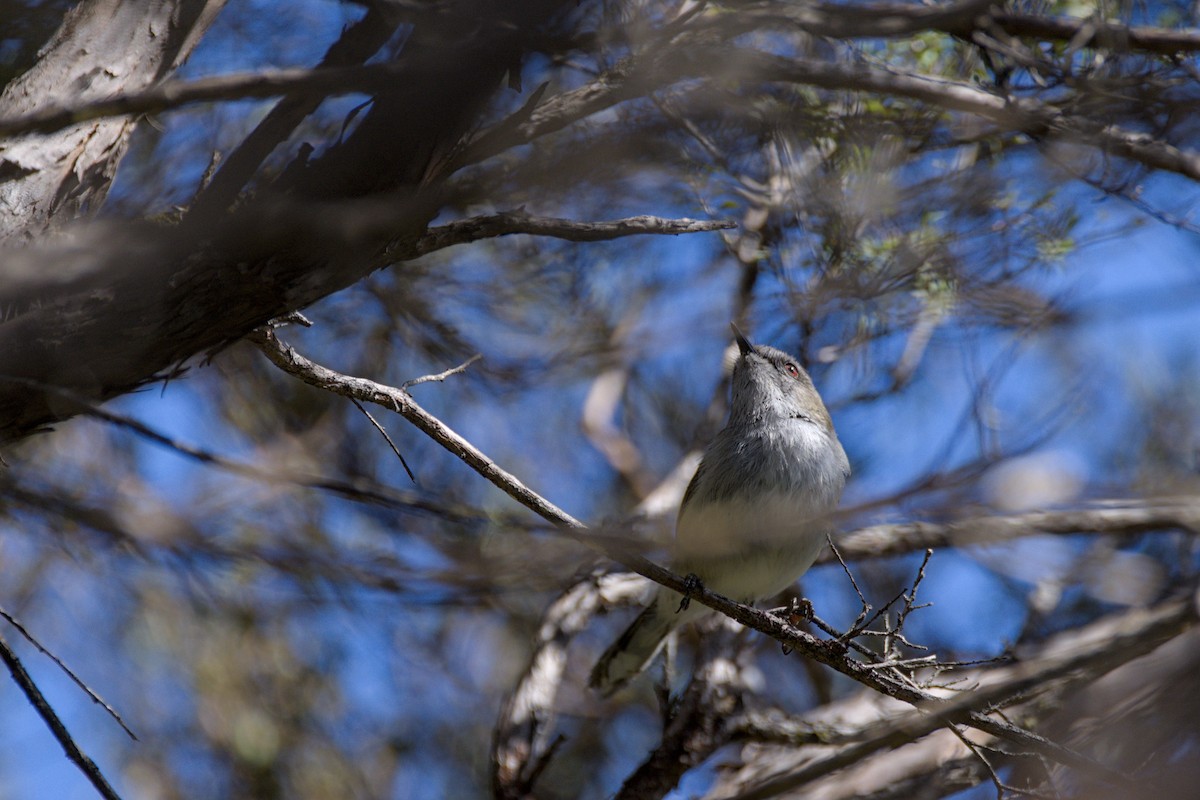 Ріроріро сірий - ML645932049