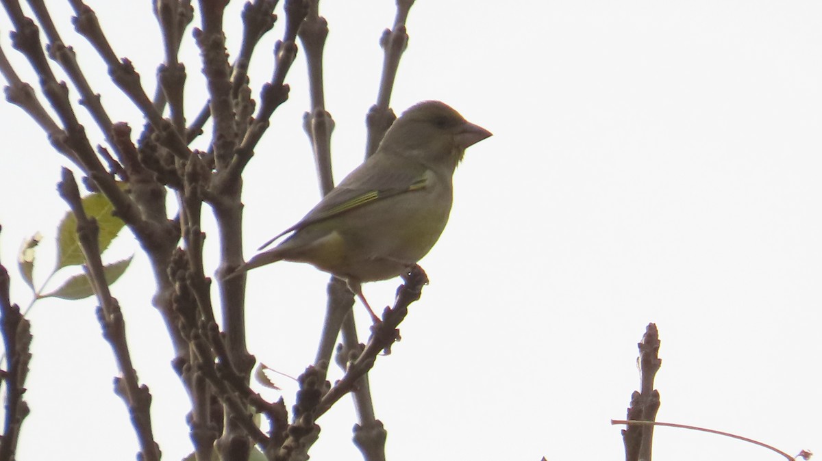 European Greenfinch - ML645932053
