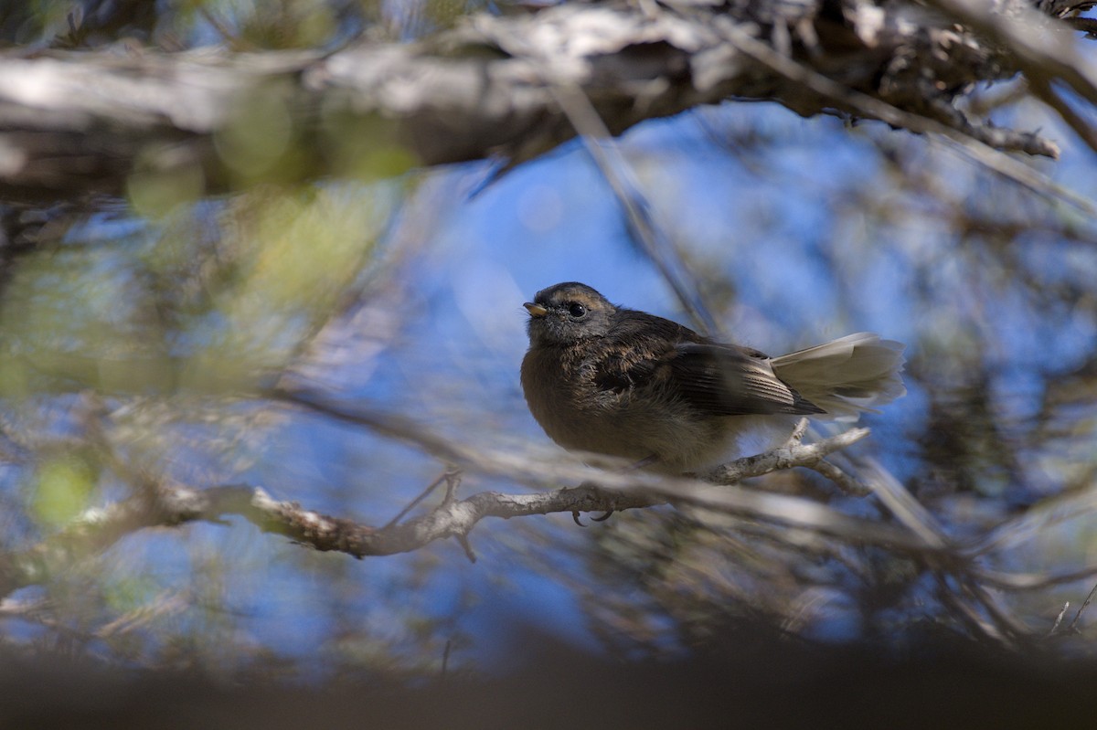 Віялохвістка новозеландська - ML645932060