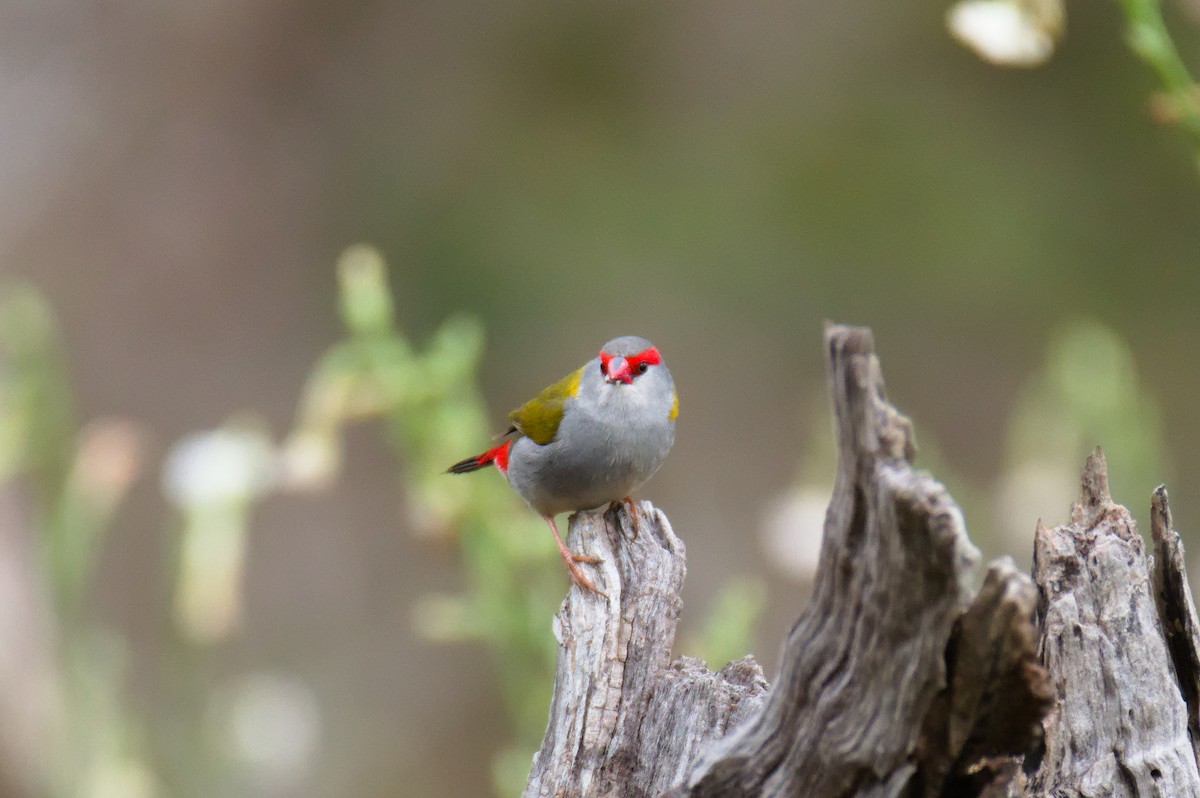 Red-browed Firetail - ML645932062