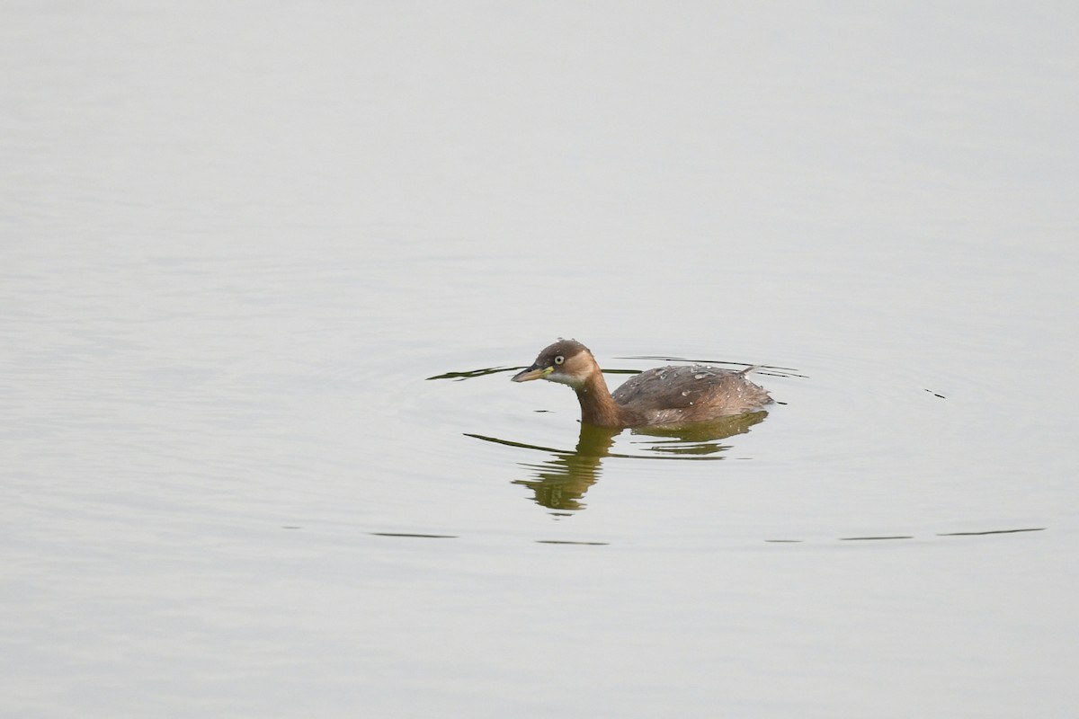 Little Grebe - ML645932072