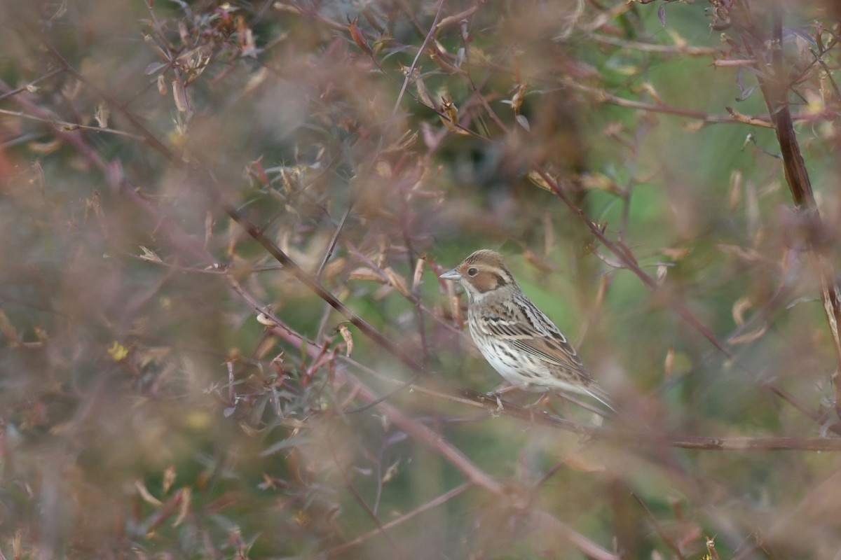 Little Bunting - ML645932083
