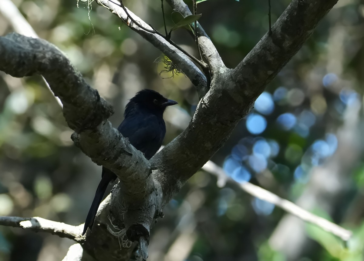 Square-tailed Drongo - ML645932084