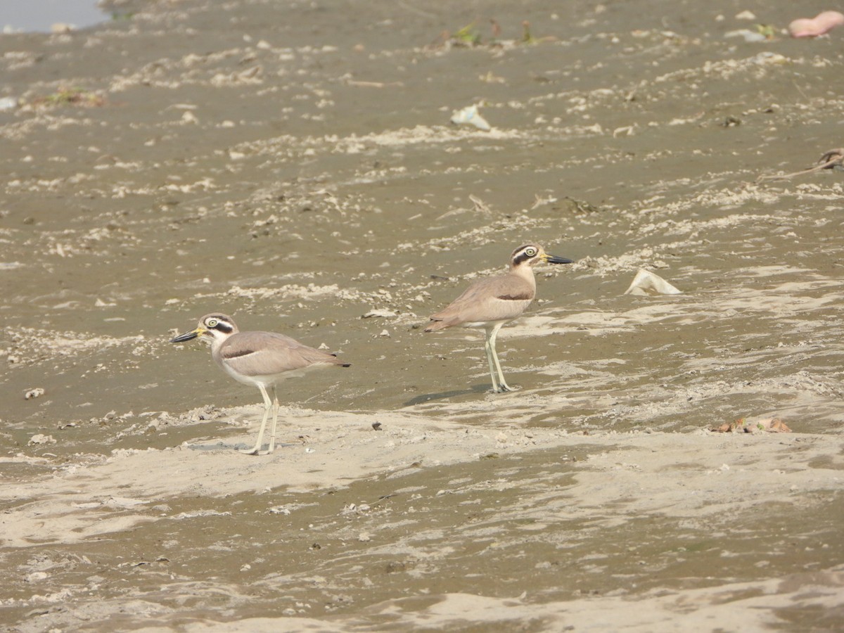 Grand Oedicnème - ML645932085