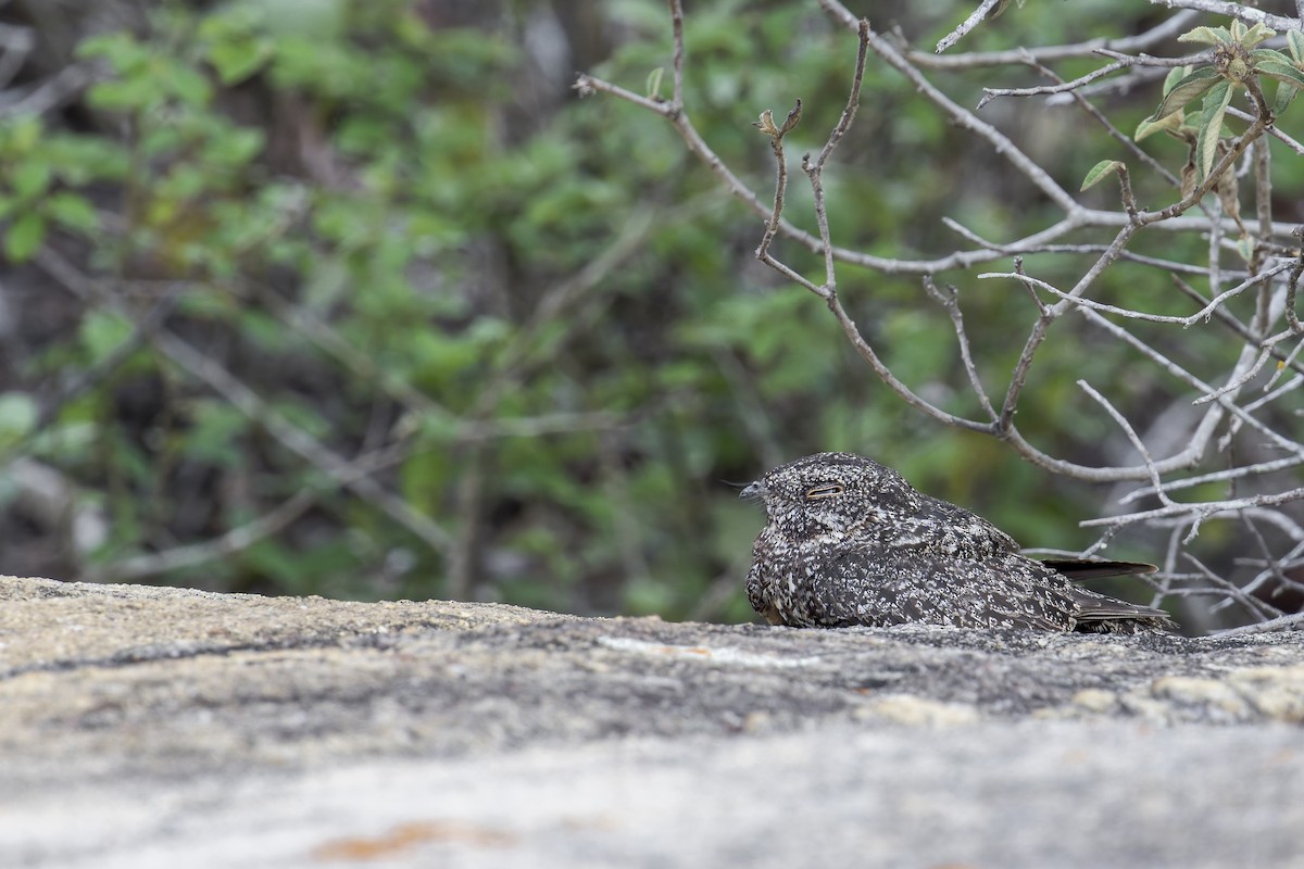 Pygmy Nightjar - ML645932086