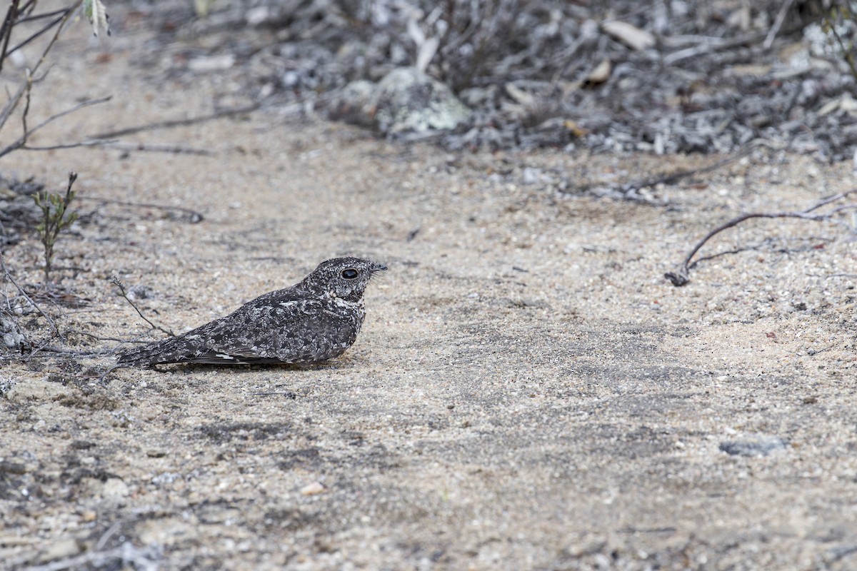 Pygmy Nightjar - ML645932088