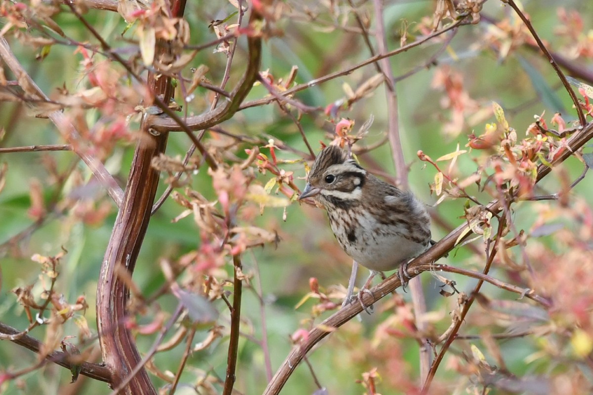 Rustic Bunting - ML645932091