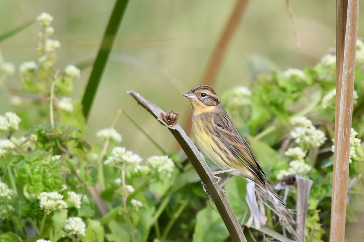 Вівсянка лучна - ML645932092