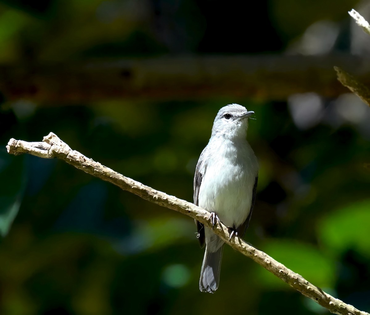 Ashy Flycatcher - ML645932093
