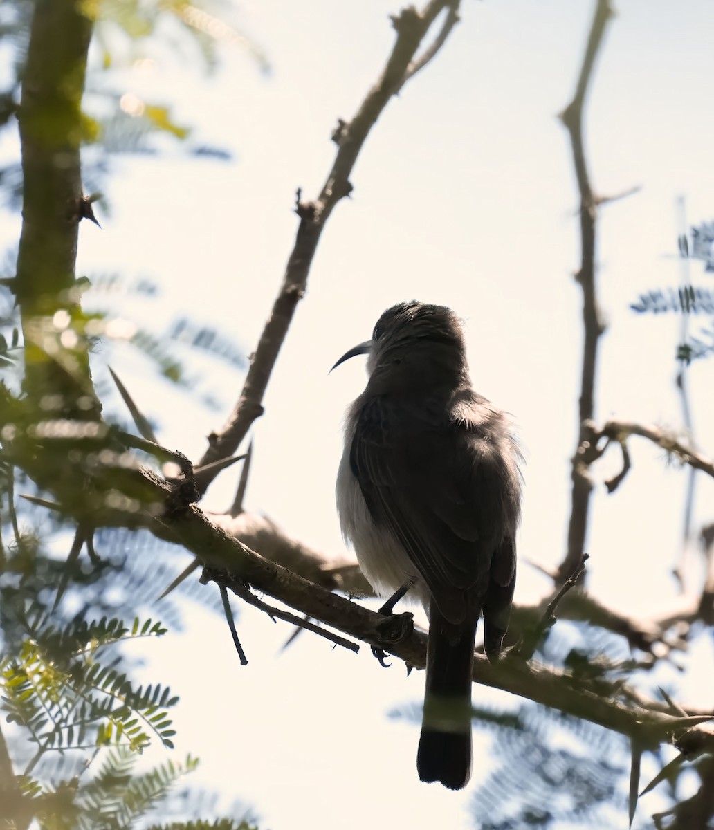 Olive Sunbird - ML645932095