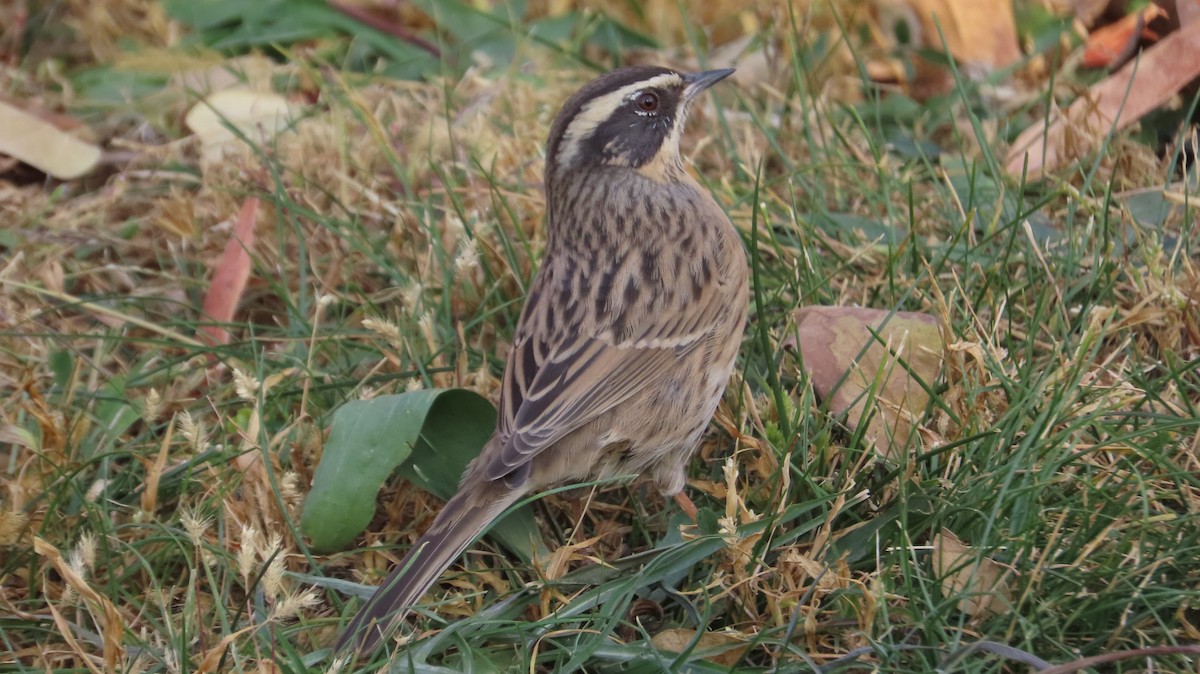 Radde's Accentor - ML645932098
