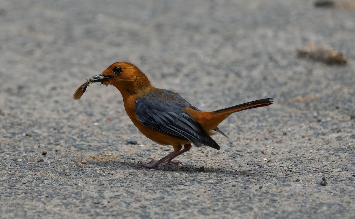 Red-capped Robin-Chat - ML645932101
