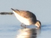 高蹺濱鷸 - ML645932108