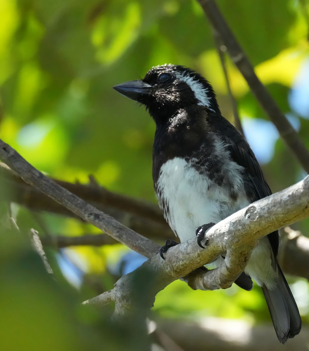 White-eared Barbet - ML645932121