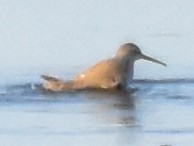 高蹺濱鷸 - ML645932123