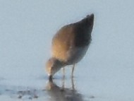 高蹺濱鷸 - ML645932124