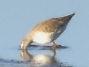 高蹺濱鷸 - ML645932125