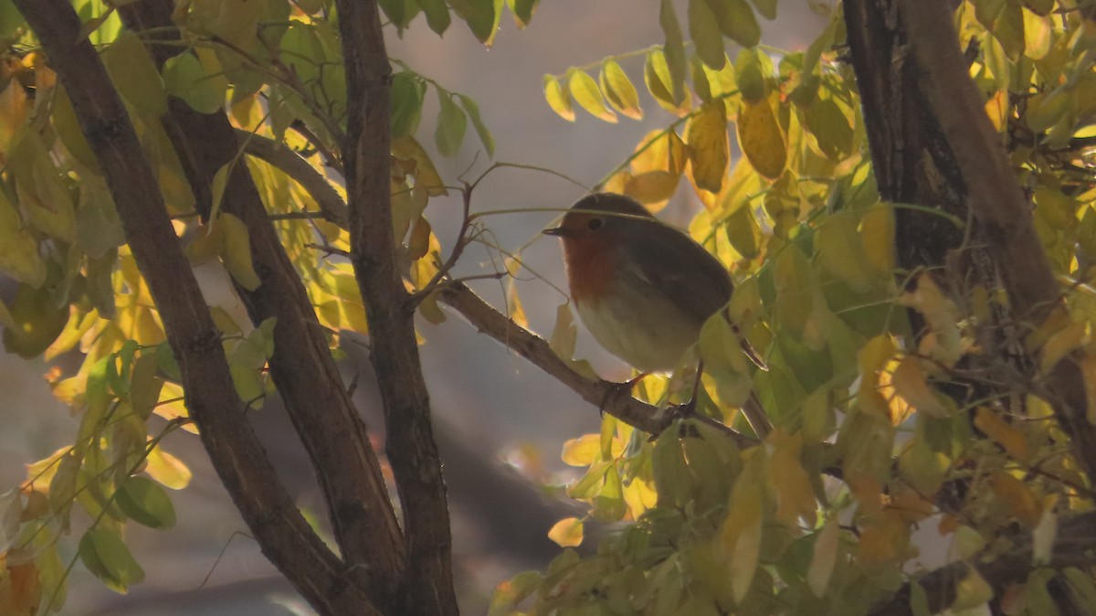 European Robin - ML645932128