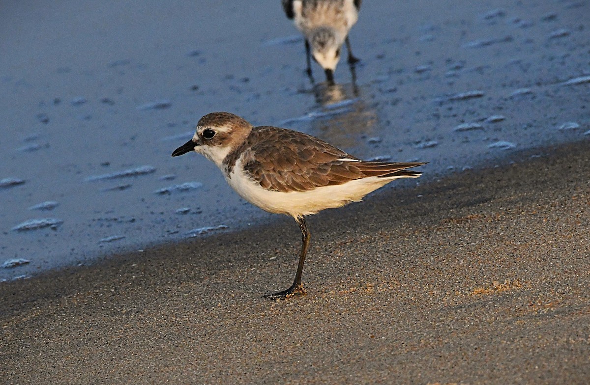 Tibetan Sand-Plover - ML645932133
