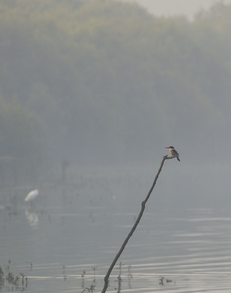 Black-capped Kingfisher - ML645932135
