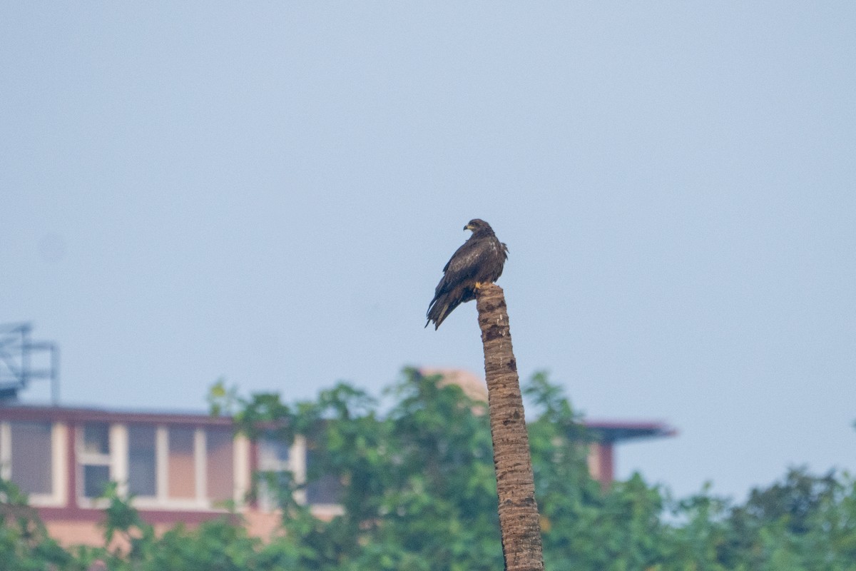 Black Kite - ML645932139