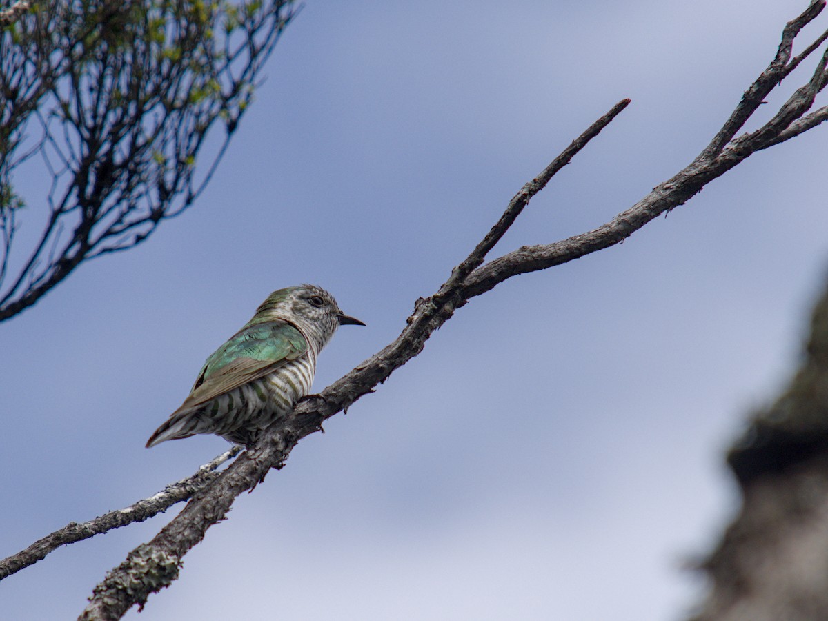 Дідрик смугастощокий - ML645932143