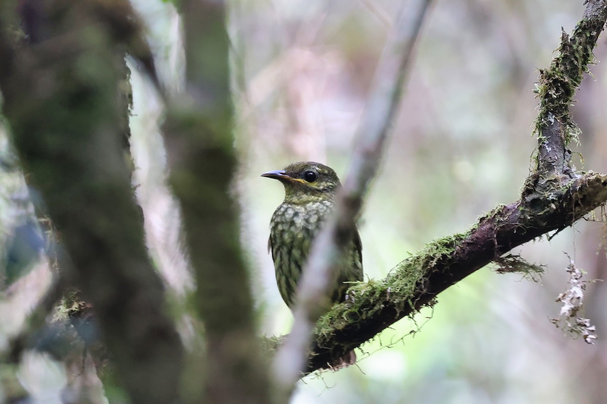 Velvet Asity - ML645932149