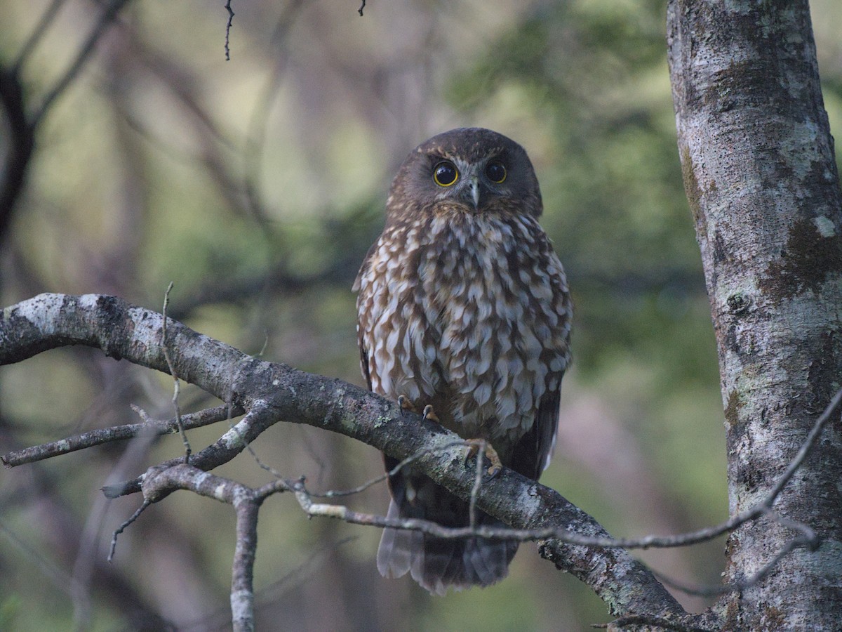 Морепорк - ML645932155