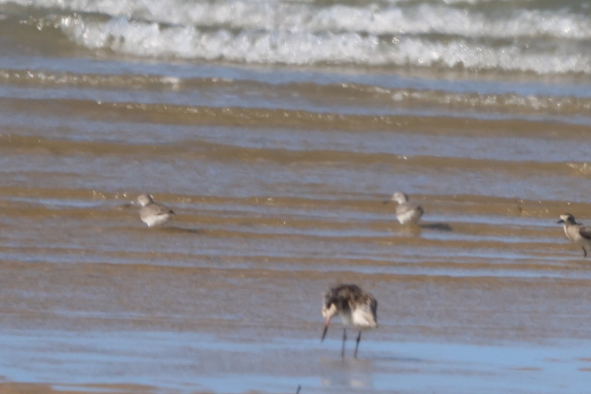 ביצנית אפורת-זנב - ML645932156
