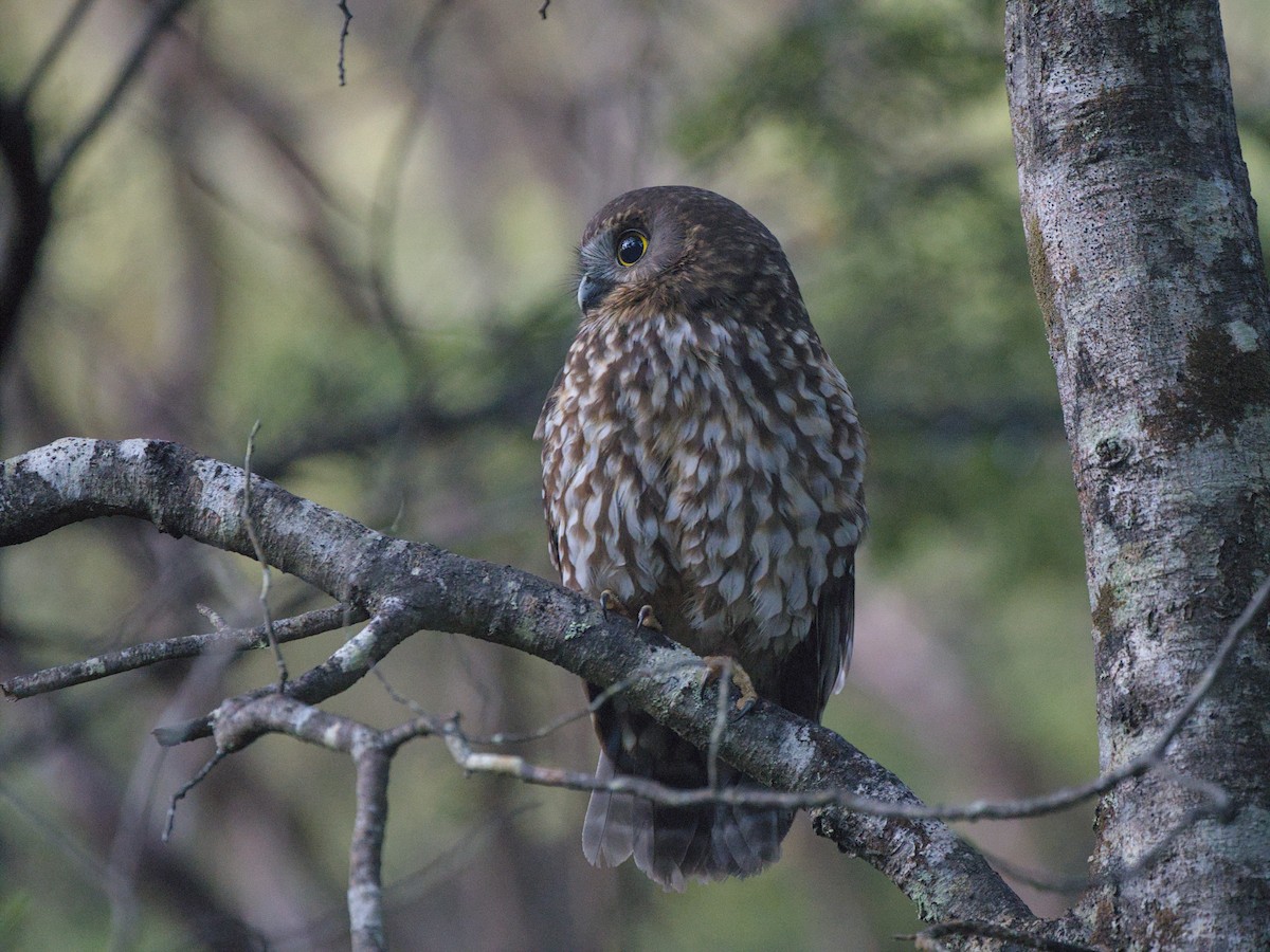 Морепорк - ML645932157