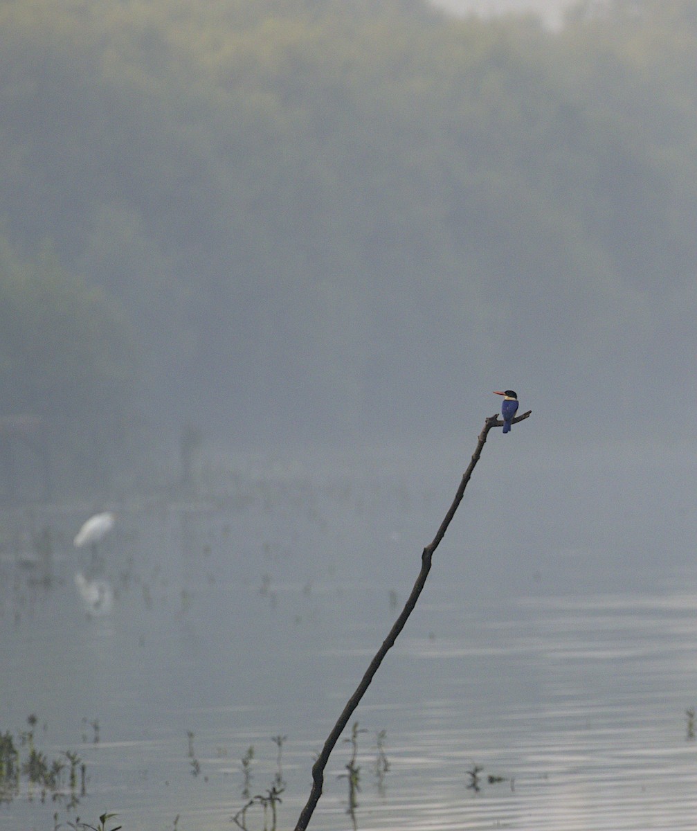 Black-capped Kingfisher - ML645932158