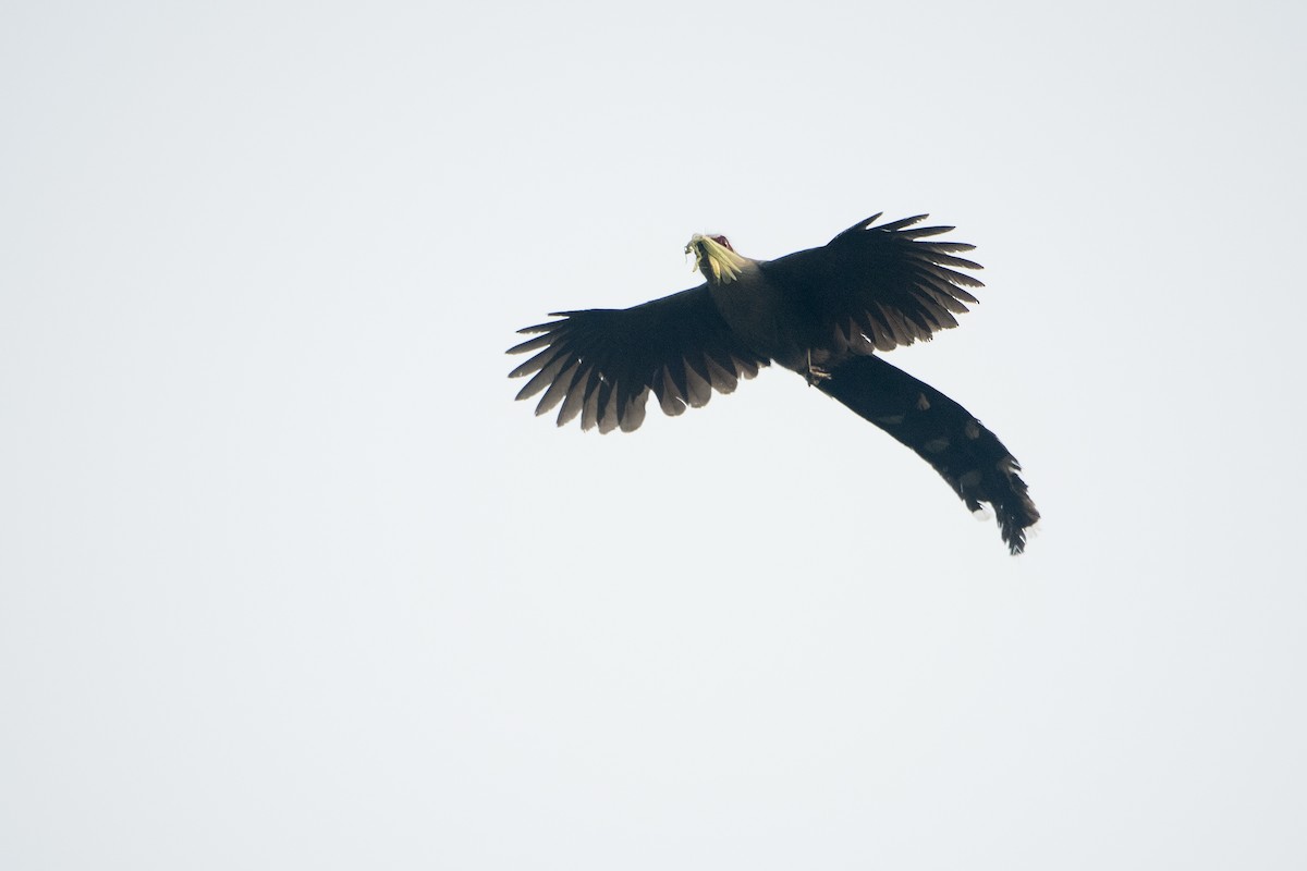 オニクロバンケンモドキ - ML645932166