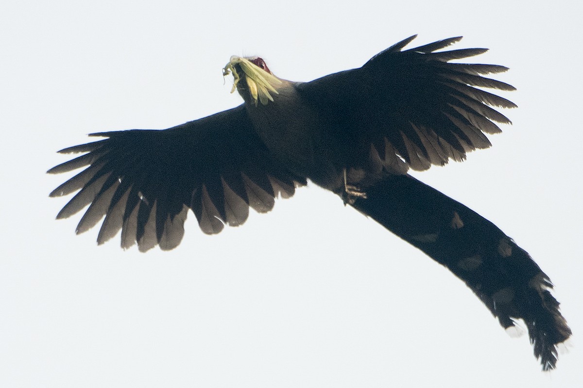 オニクロバンケンモドキ - ML645932168