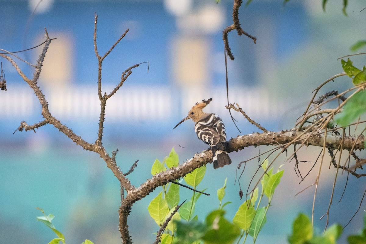 Common Hoopoe - ML645932187