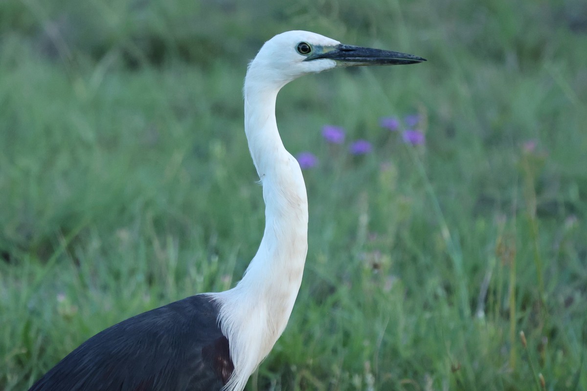 Pacific Heron - ML645932194